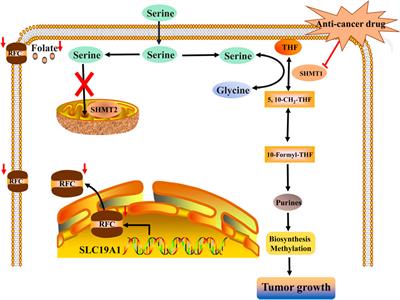 Blocking the Metabolic Switch Toward Cytosolic 1C Flux: A Novel Therapeutic Approach for Tumors With Low SLC19A1 Expression